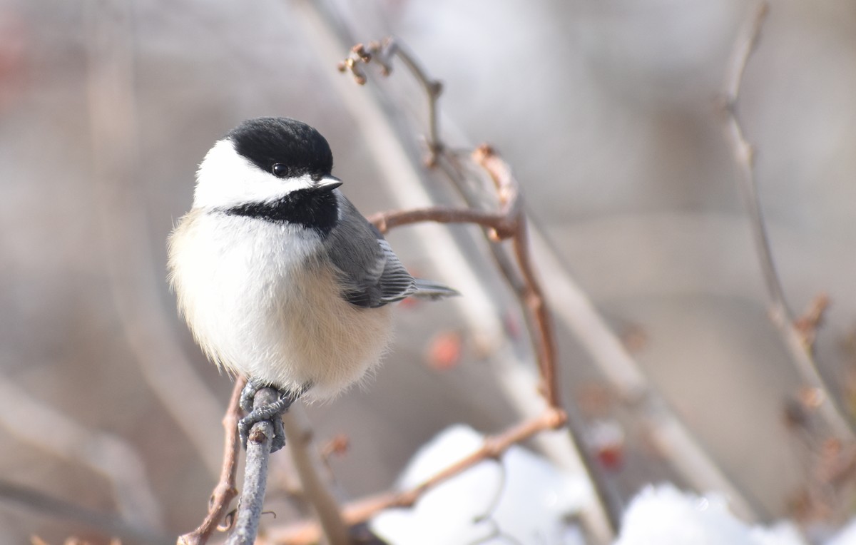 Black-capped Chickadee - ML627930893