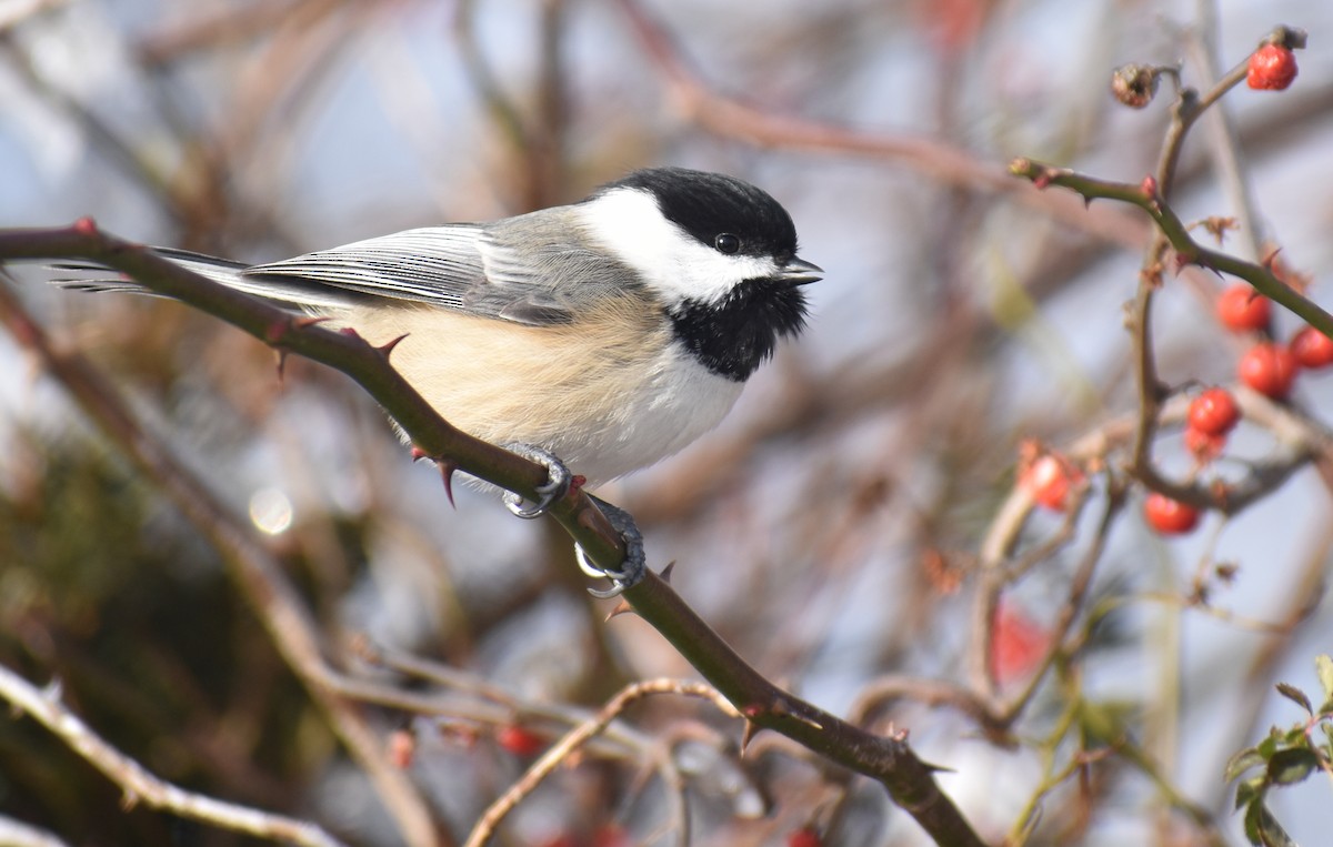 Black-capped Chickadee - ML627930898