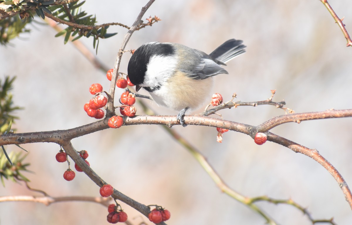 Black-capped Chickadee - ML627930900