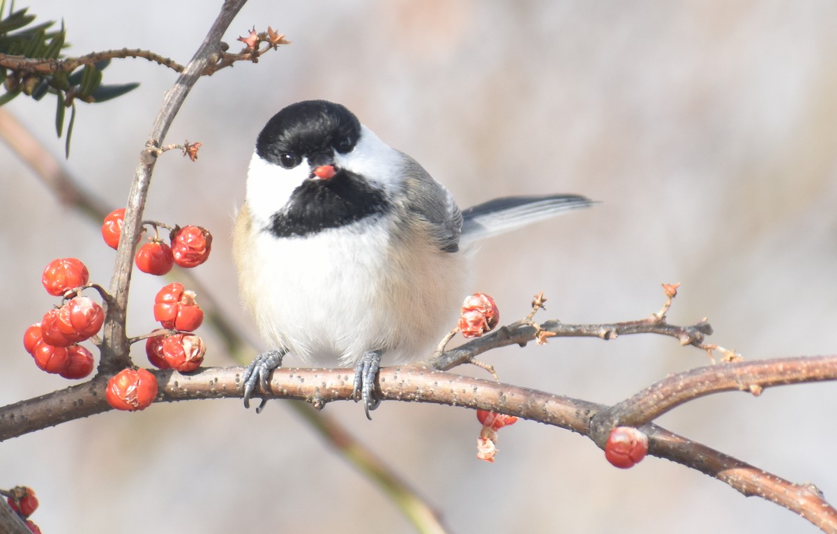 Black-capped Chickadee - ML627930903