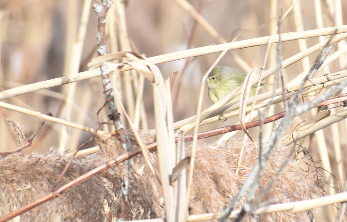 Orange-crowned Warbler - ML627930922