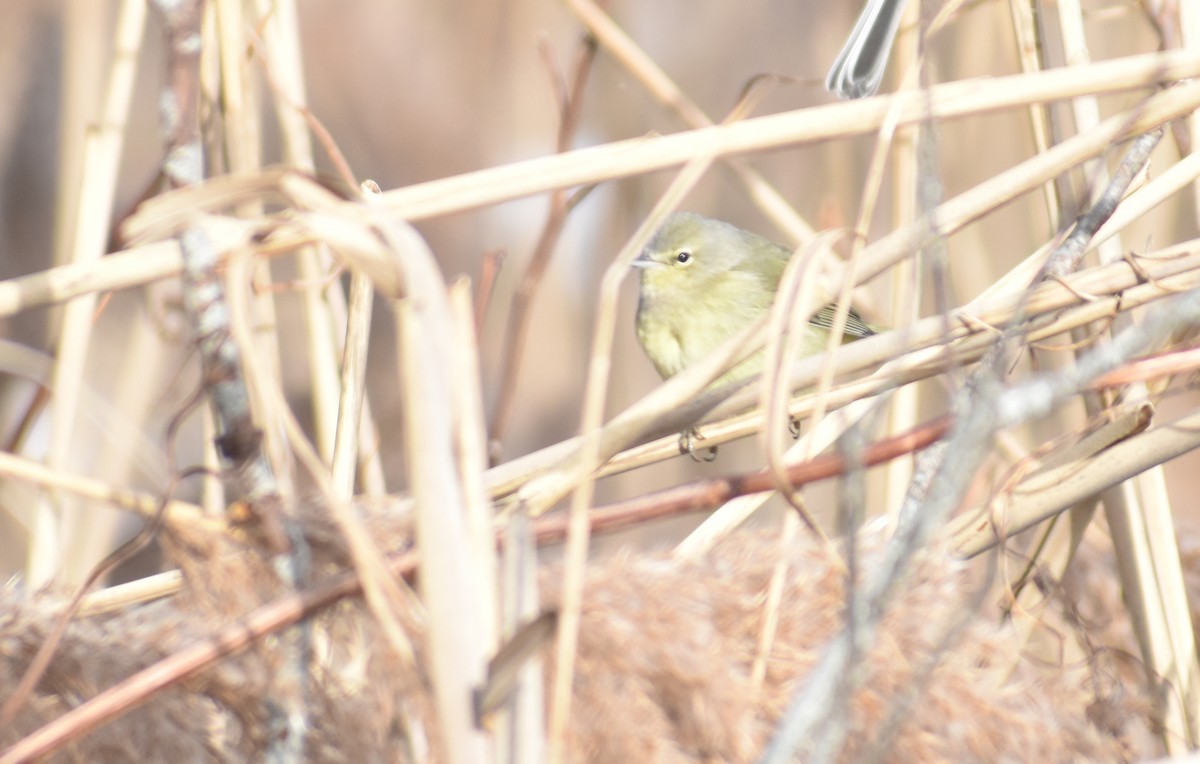 Orange-crowned Warbler - ML627930925