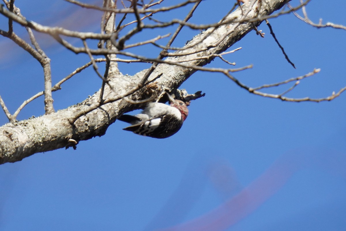 Red-headed Woodpecker - ML627930960
