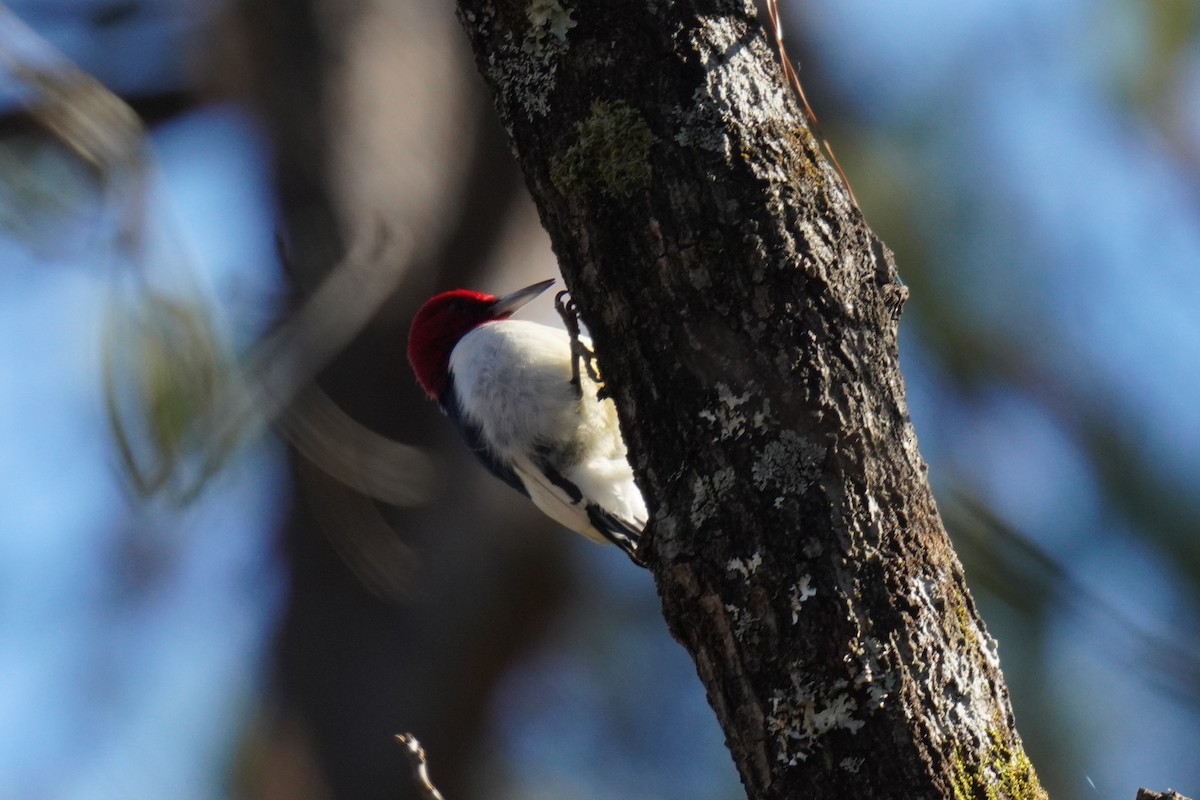 Red-headed Woodpecker - ML627930962