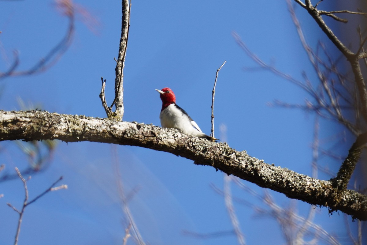 Red-headed Woodpecker - ML627930963