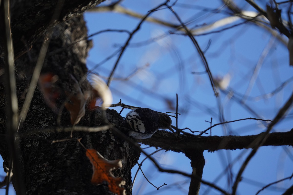 Red-headed Woodpecker - ML627930964
