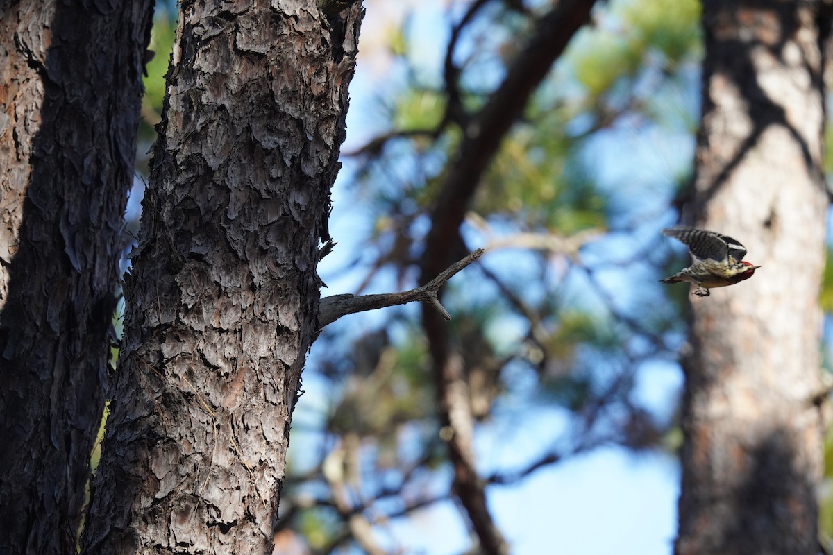 Yellow-bellied Sapsucker - ML627930968