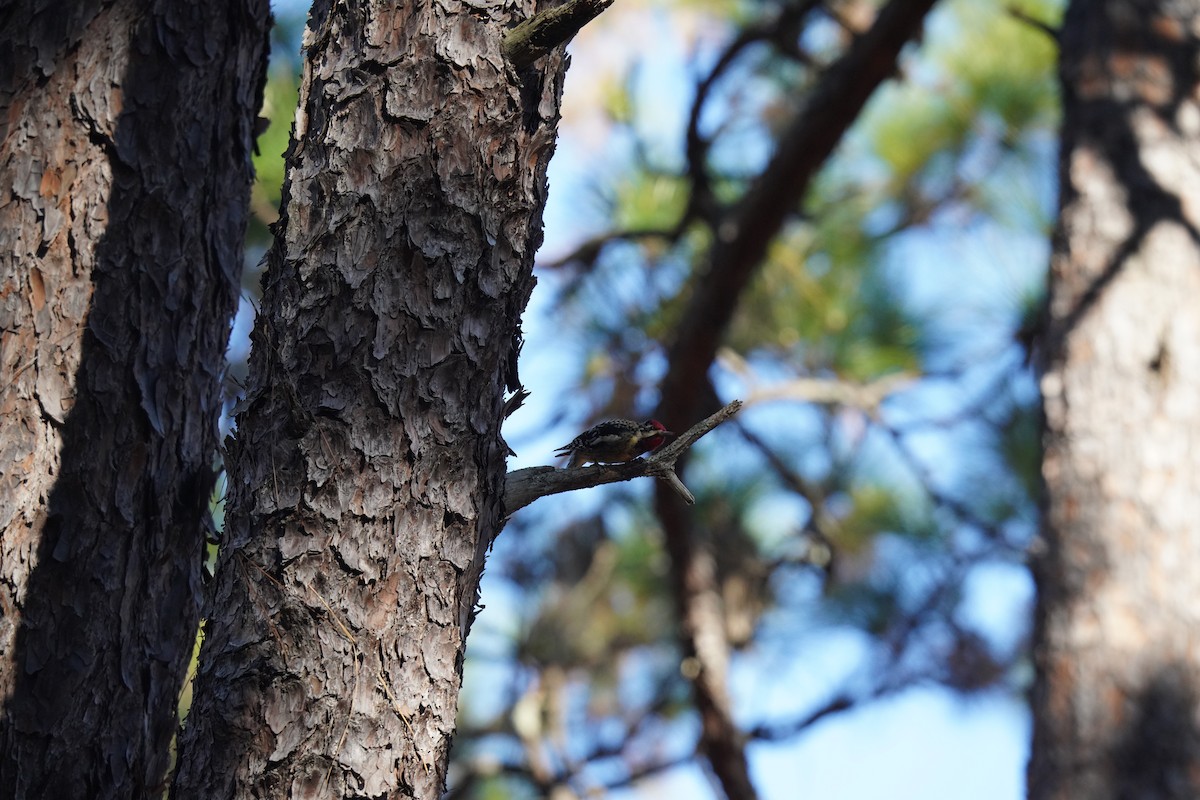 Yellow-bellied Sapsucker - ML627930969
