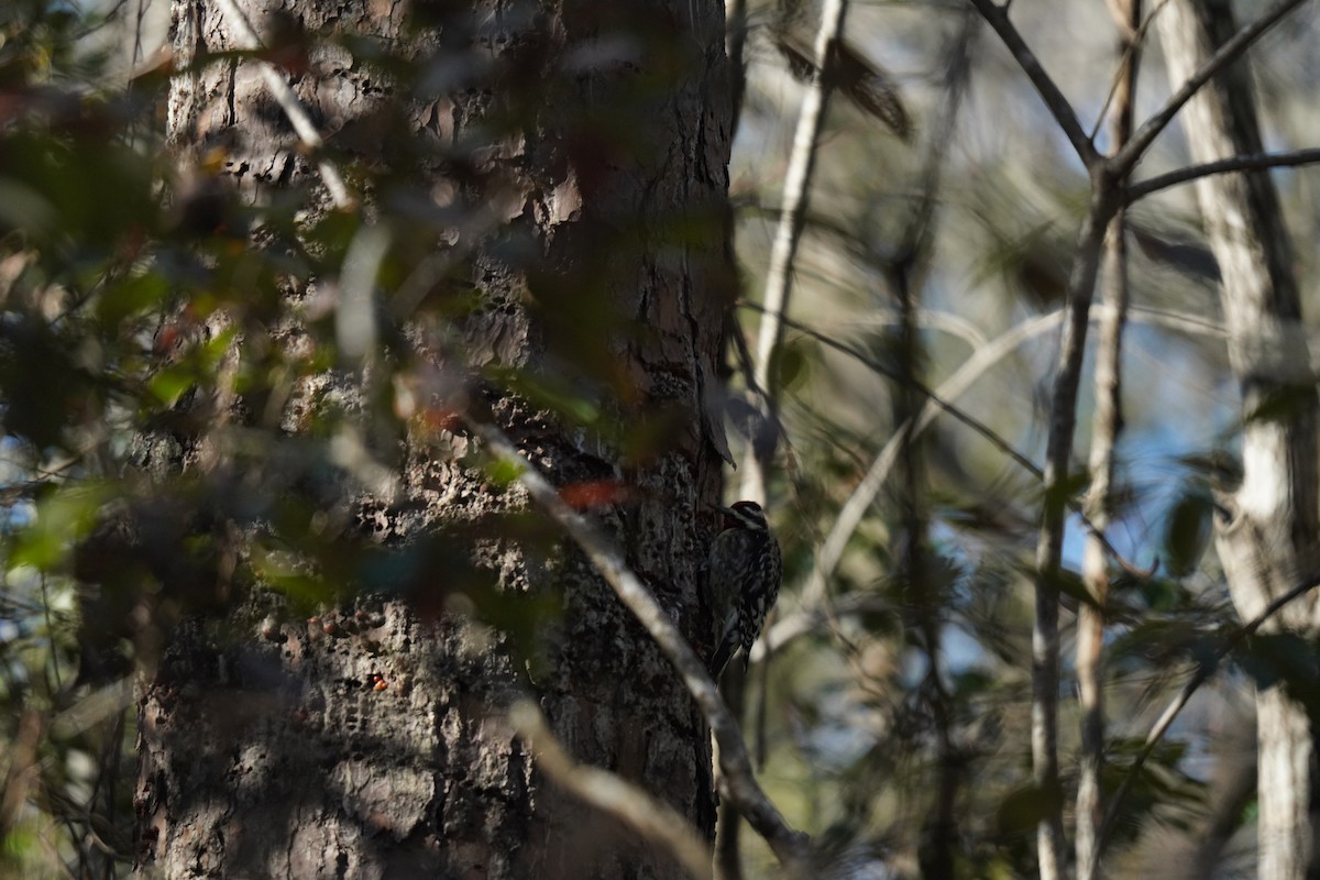 Yellow-bellied Sapsucker - ML627930970