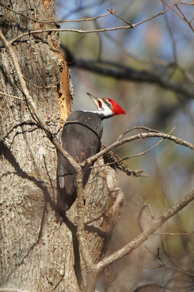Pileated Woodpecker - ML627930972
