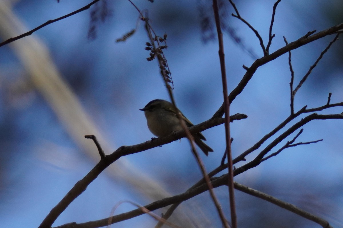 Golden-crowned Kinglet - ML627930976