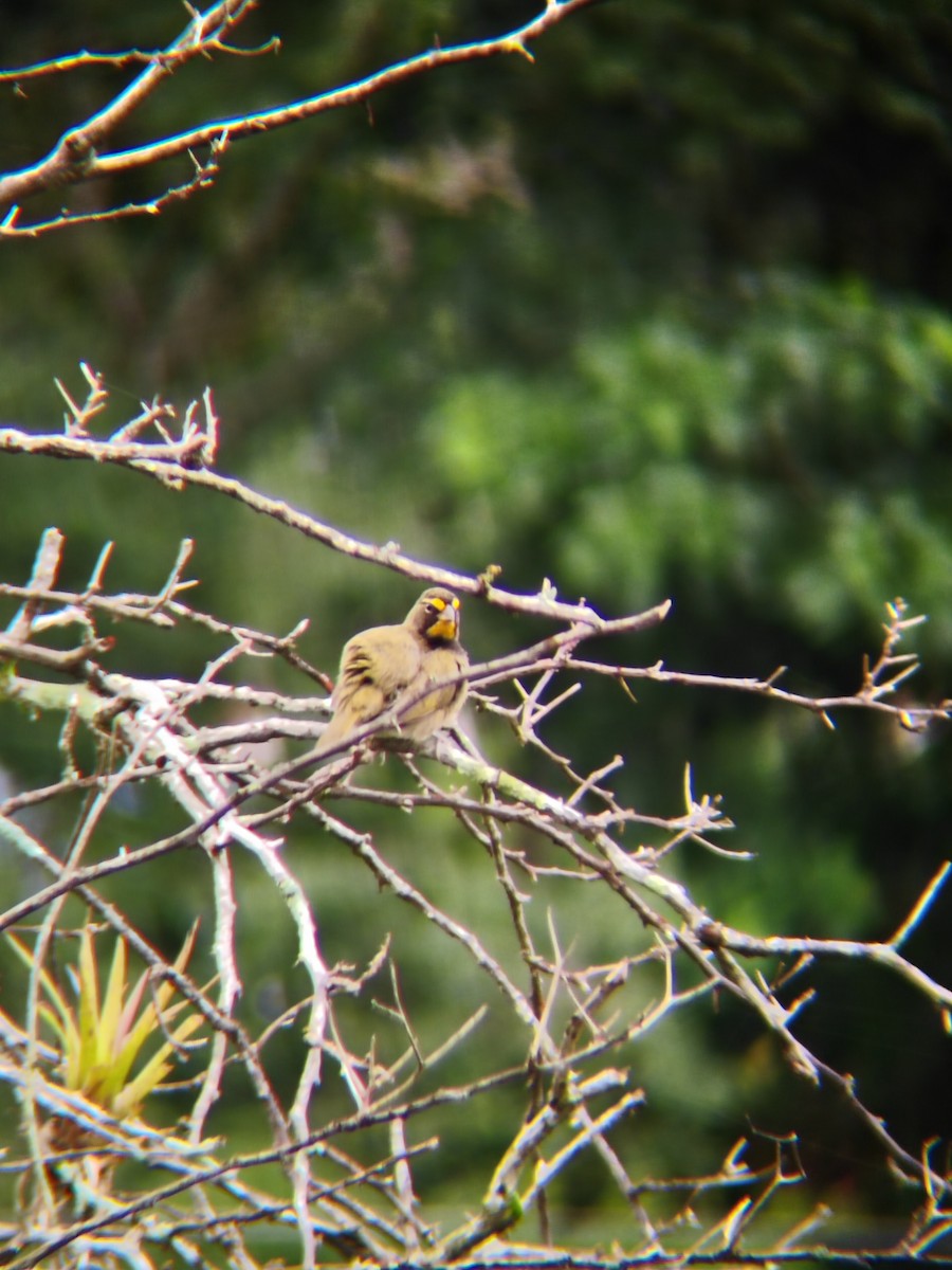 Yellow-faced Grassquit - ML627930984