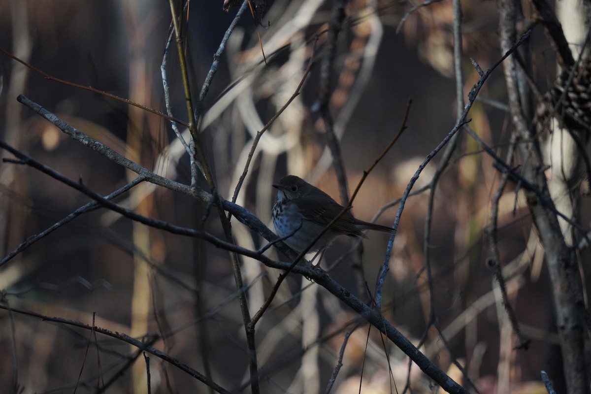 Hermit Thrush - ML627930987