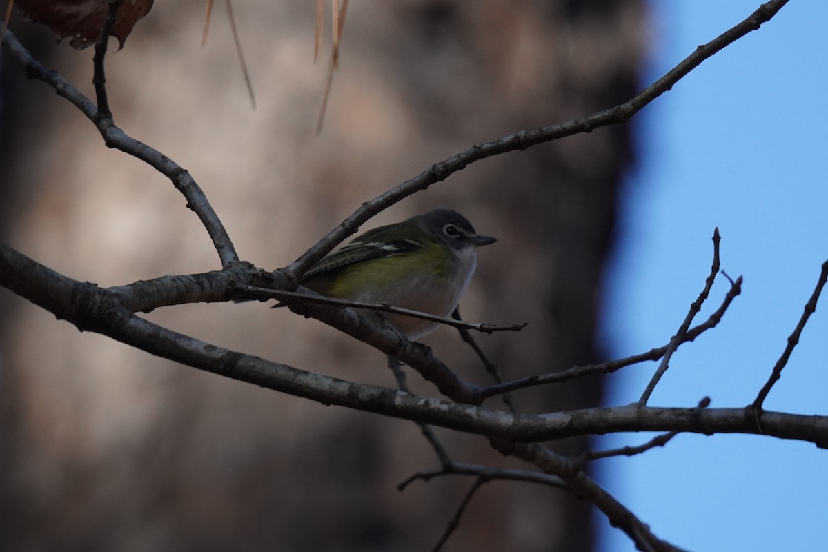 Blue-headed Vireo - ML627930992