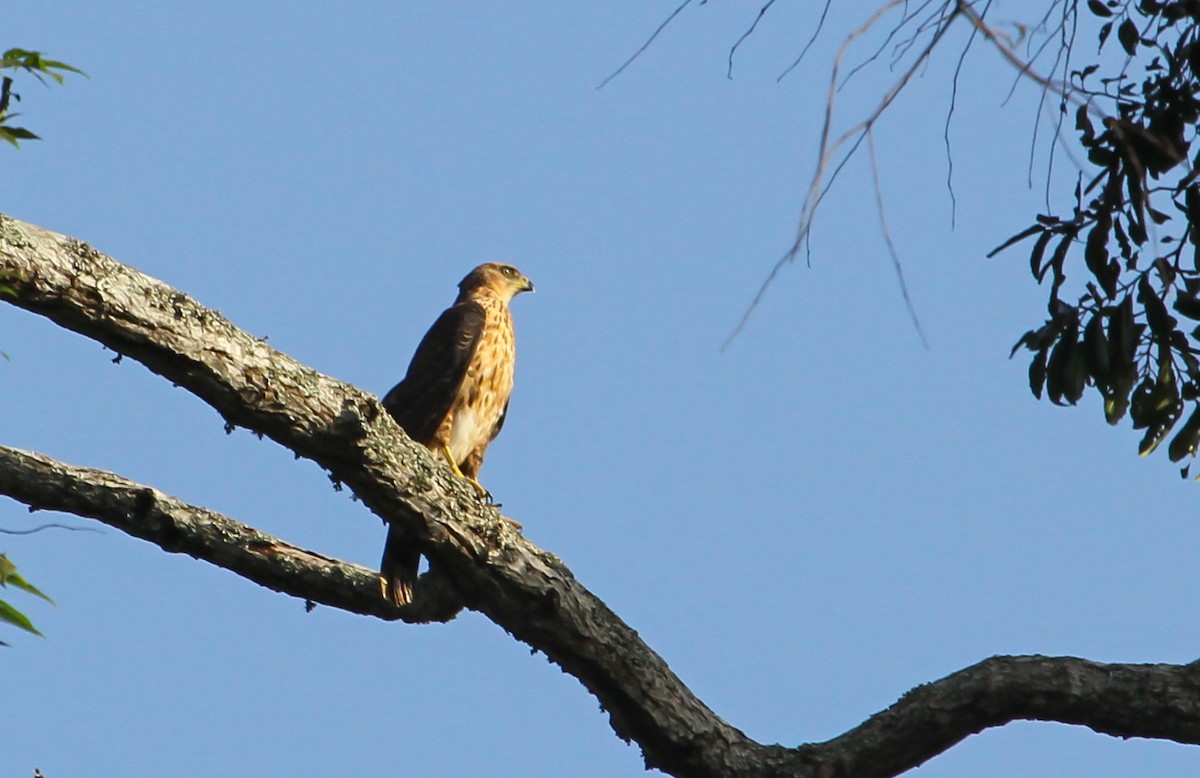 Black Goshawk - ML627931018