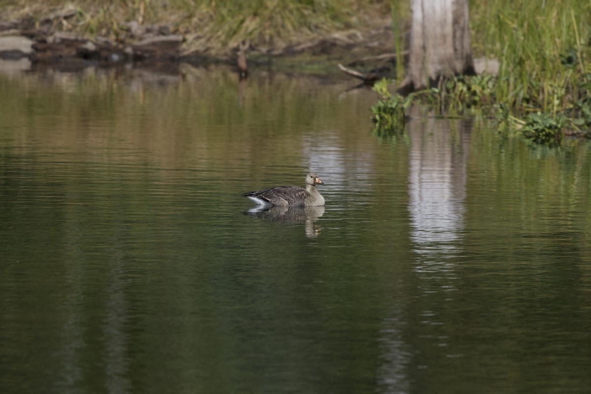 Oca lombardella - ML627931042