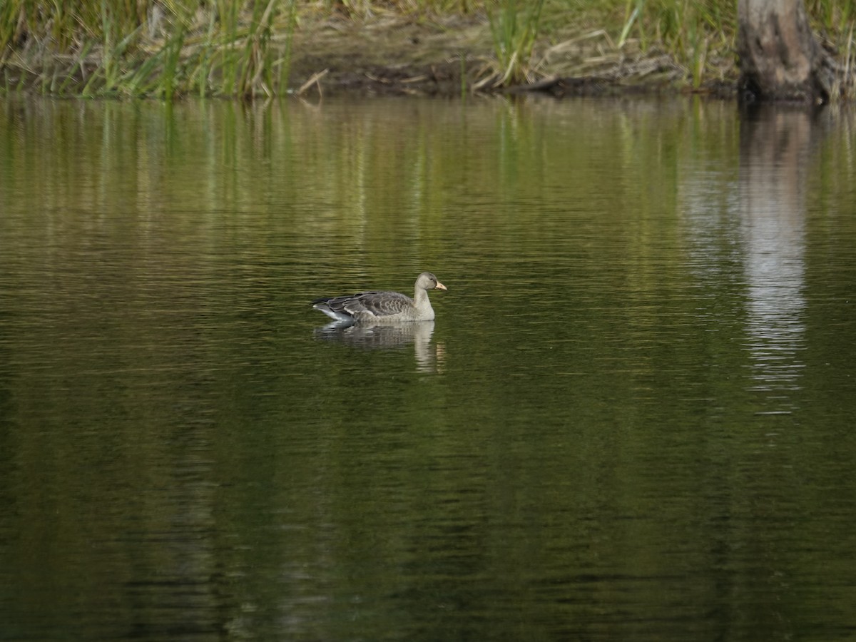 Oca lombardella - ML627931053