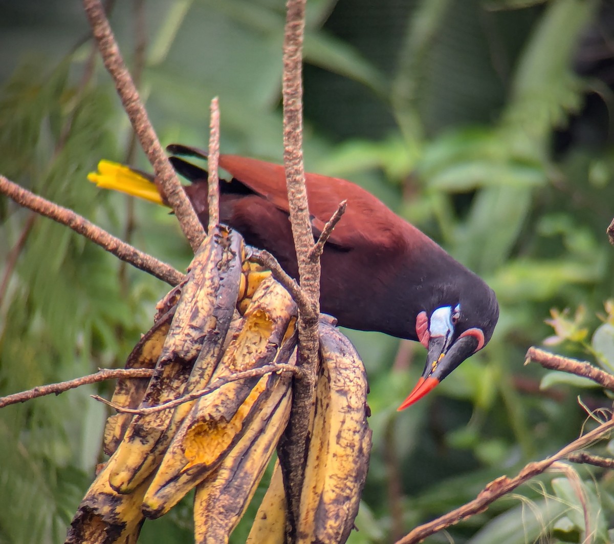 Montezuma Oropendola - ML627931090