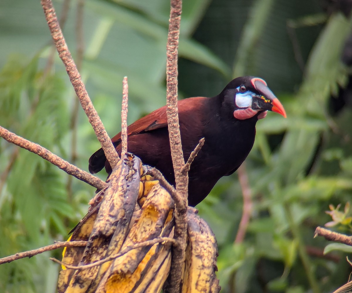 Montezuma Oropendola - ML627931091