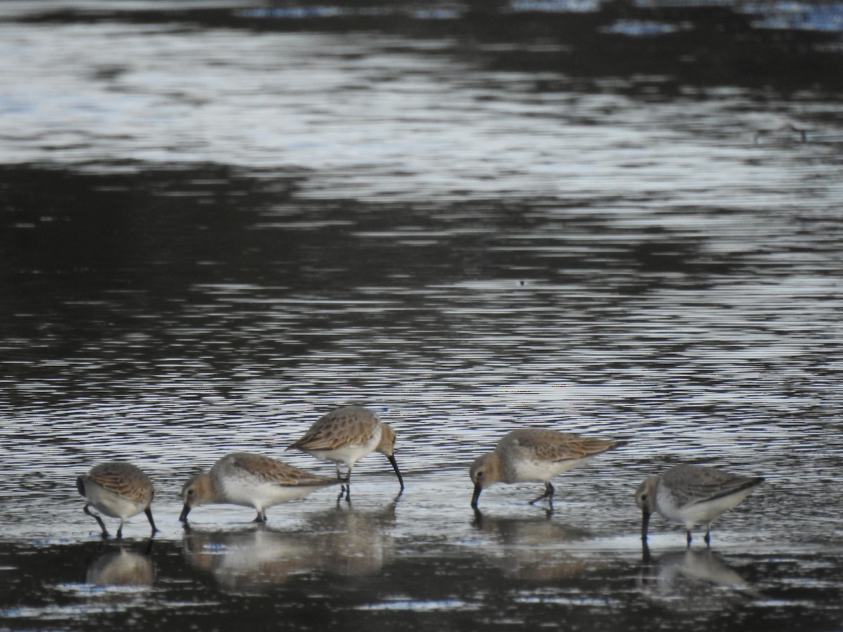 Dunlin - ML627931147