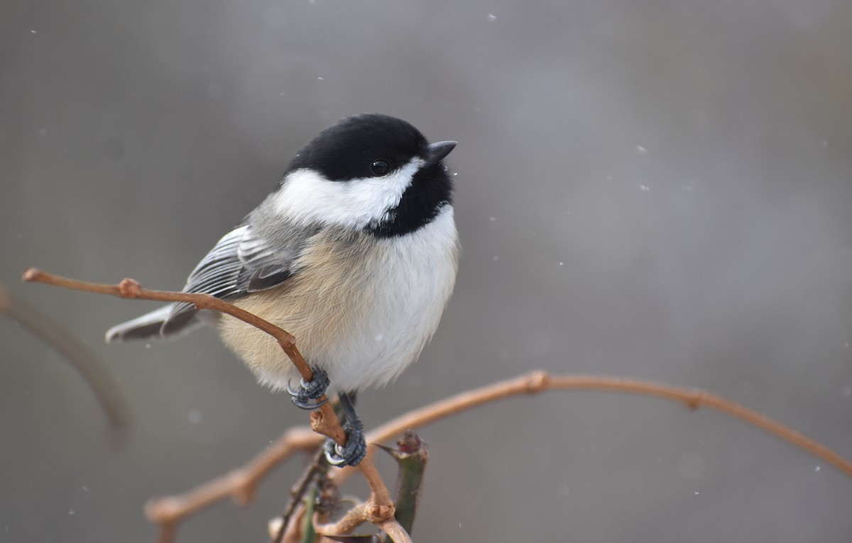 Black-capped Chickadee - ML627931149