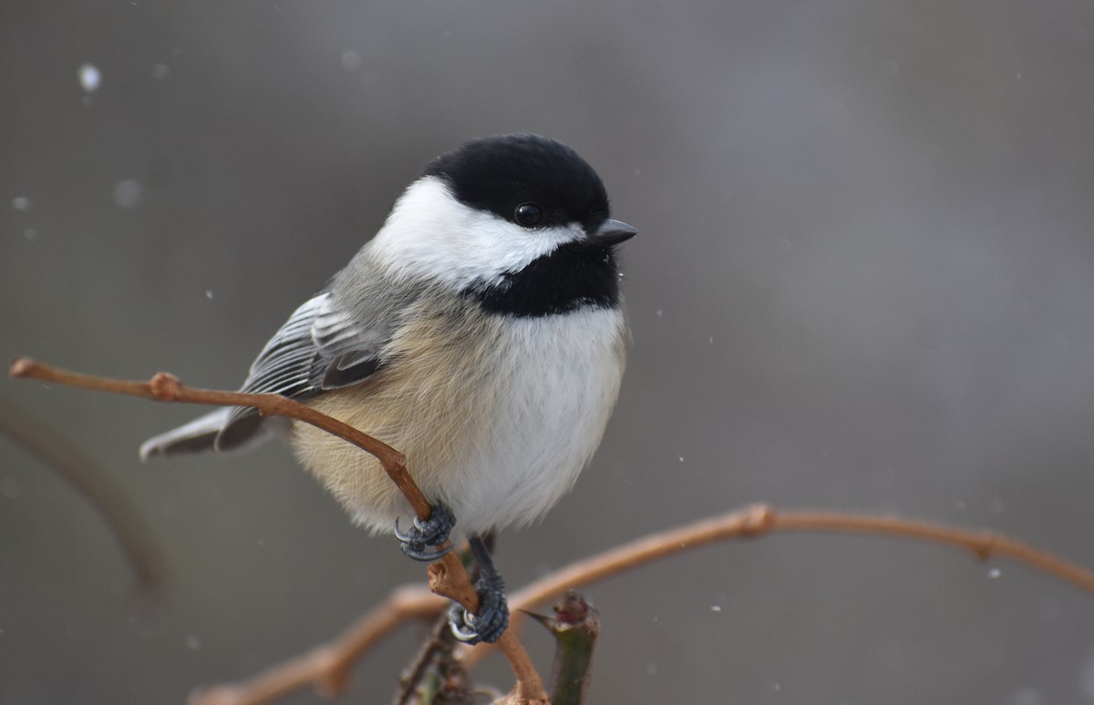 Black-capped Chickadee - ML627931151