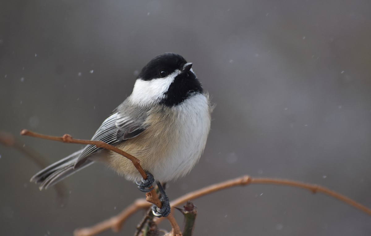 Black-capped Chickadee - ML627931167