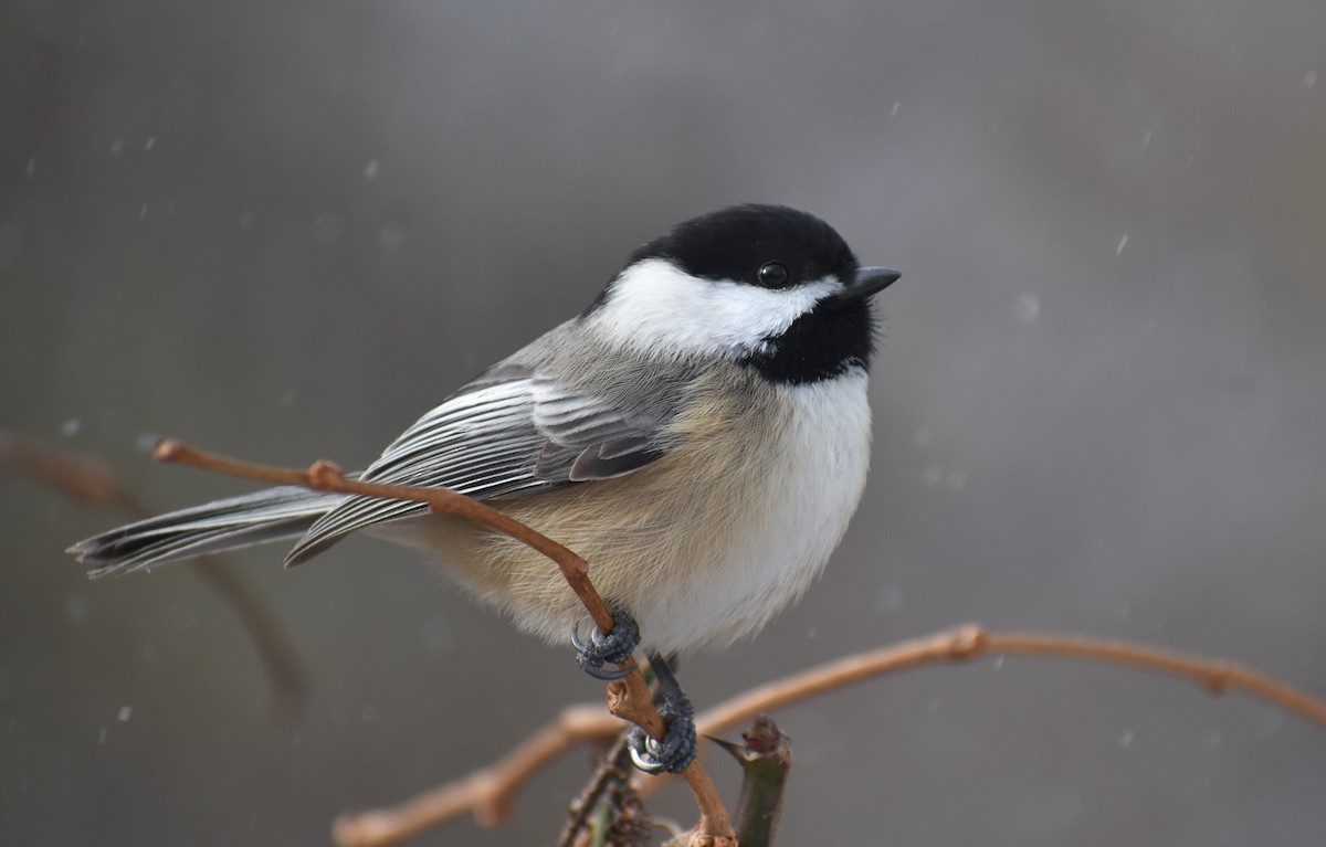 Black-capped Chickadee - ML627931170