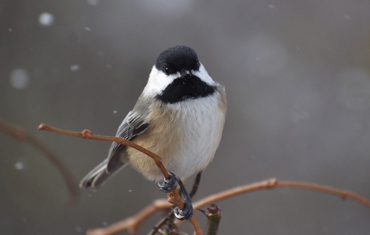 Black-capped Chickadee - ML627931174