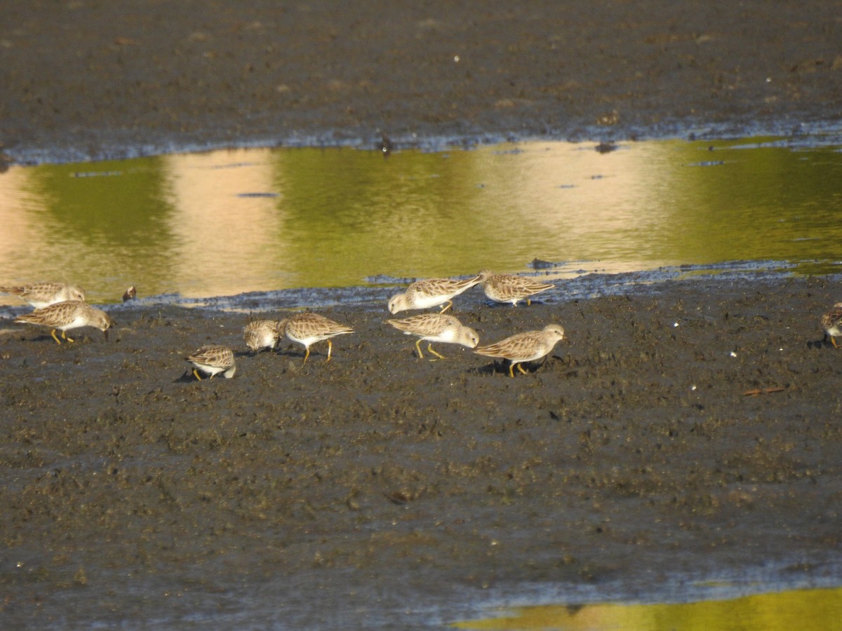 Least Sandpiper - ML627931176