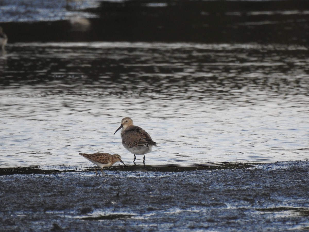 Least Sandpiper - ML627931256