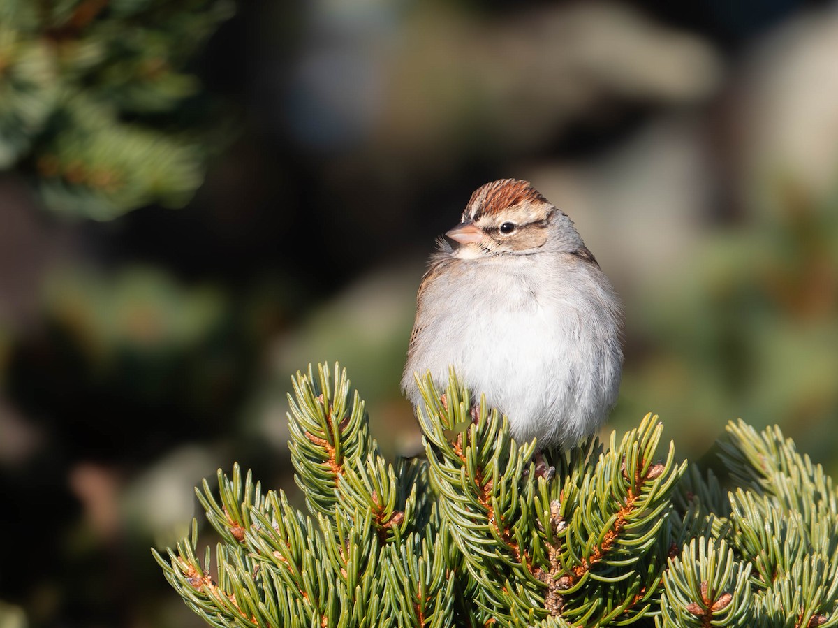 Chipping Sparrow - ML627931327