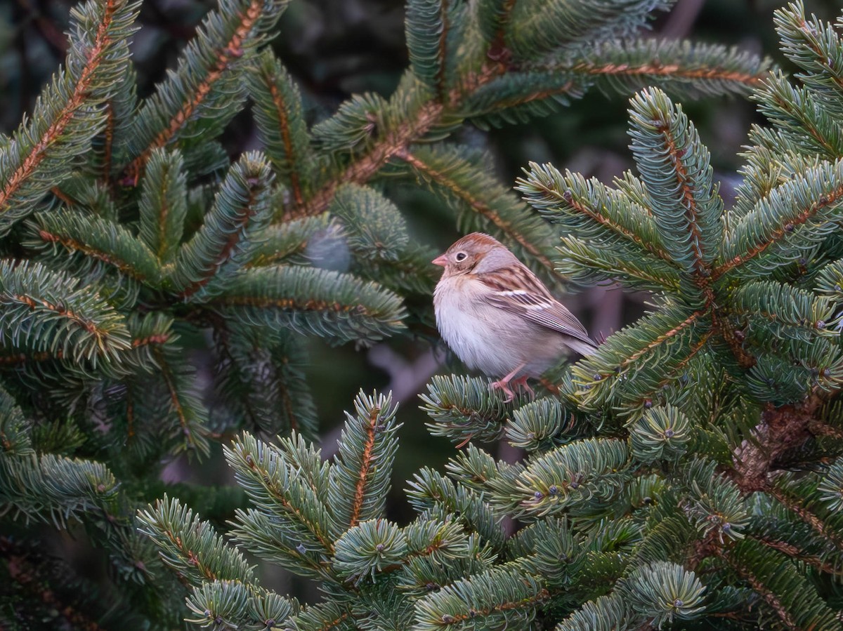 Field Sparrow - ML627931331