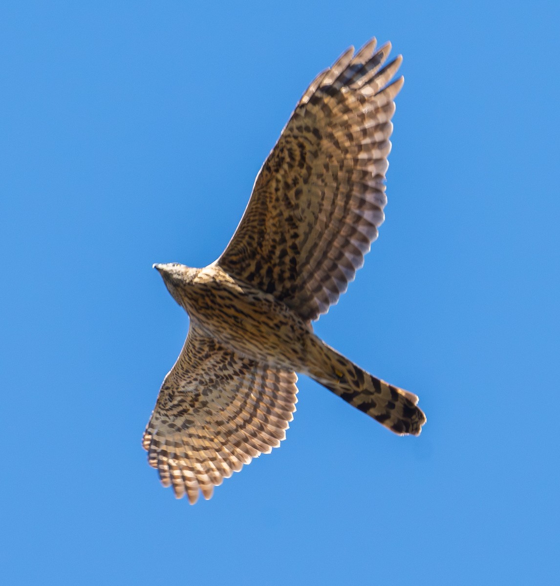 American Goshawk - ML627931376