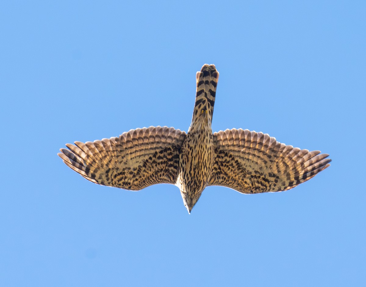 American Goshawk - ML627931377