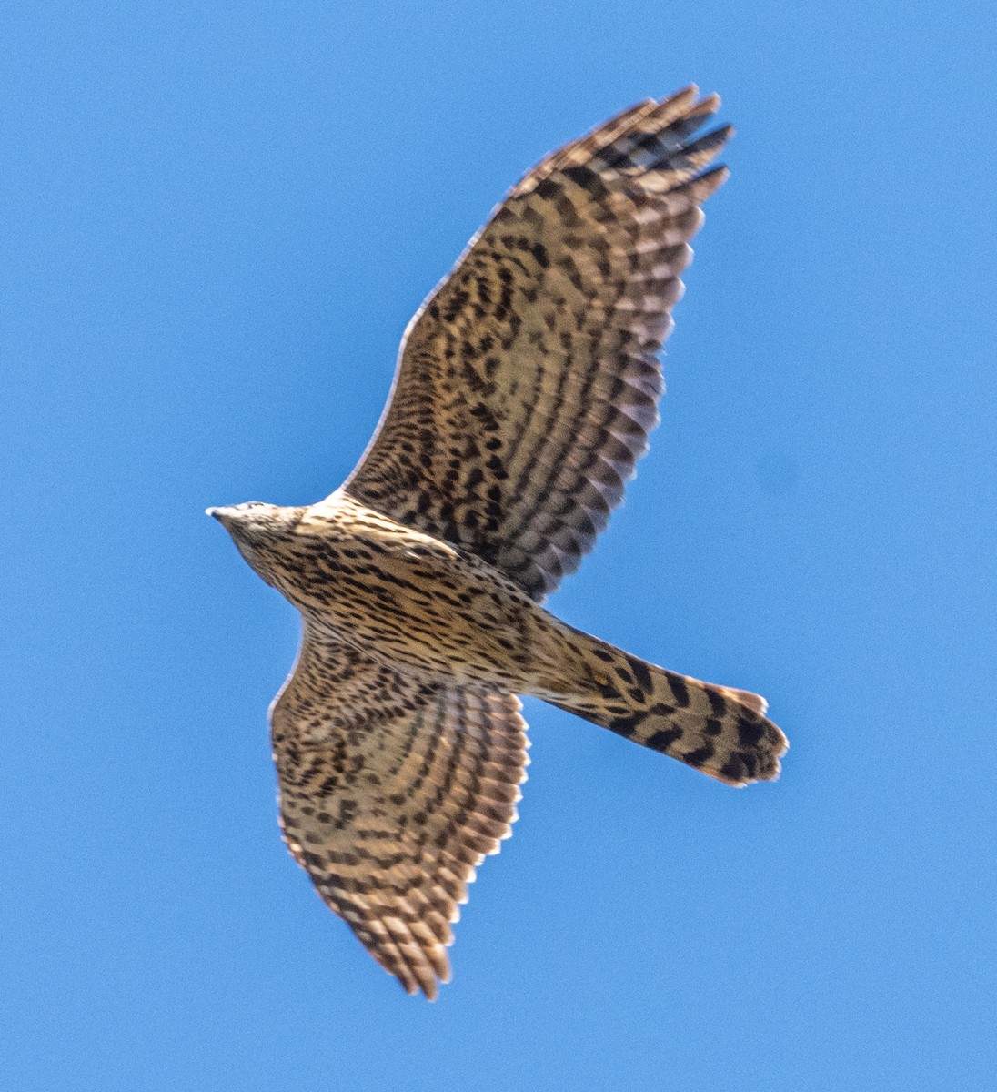 American Goshawk - ML627931378