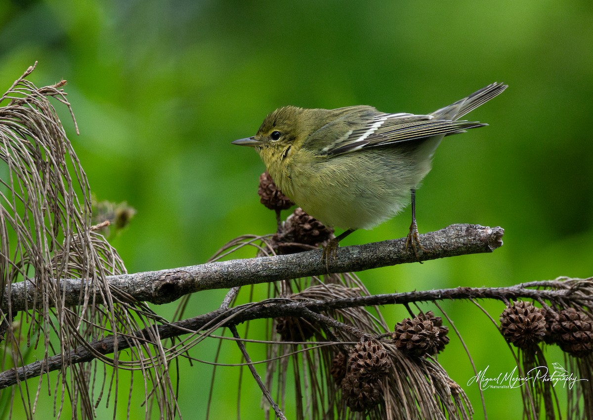 Blackpoll Warbler - ML627931408