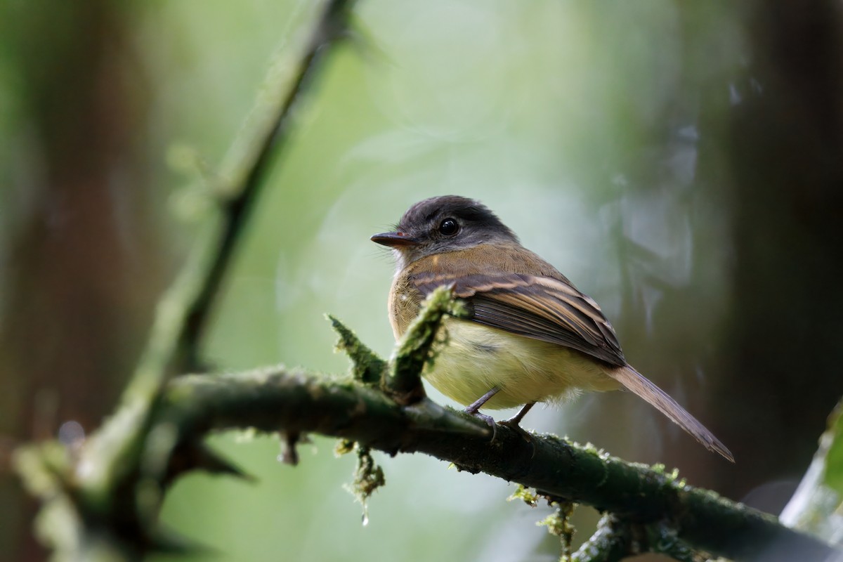 Tawny-chested Flycatcher - ML627931431