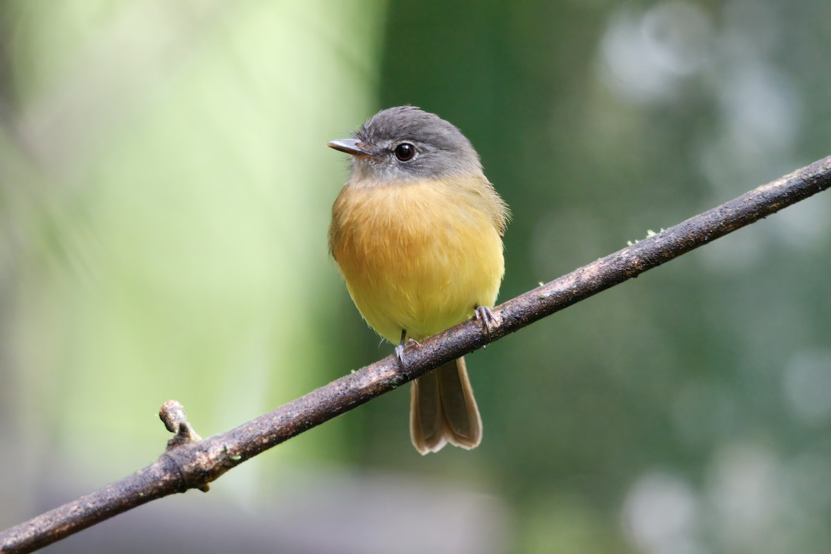 Tawny-chested Flycatcher - ML627931432