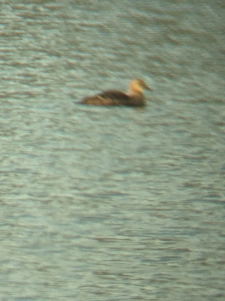 kajka královská - ML627931503