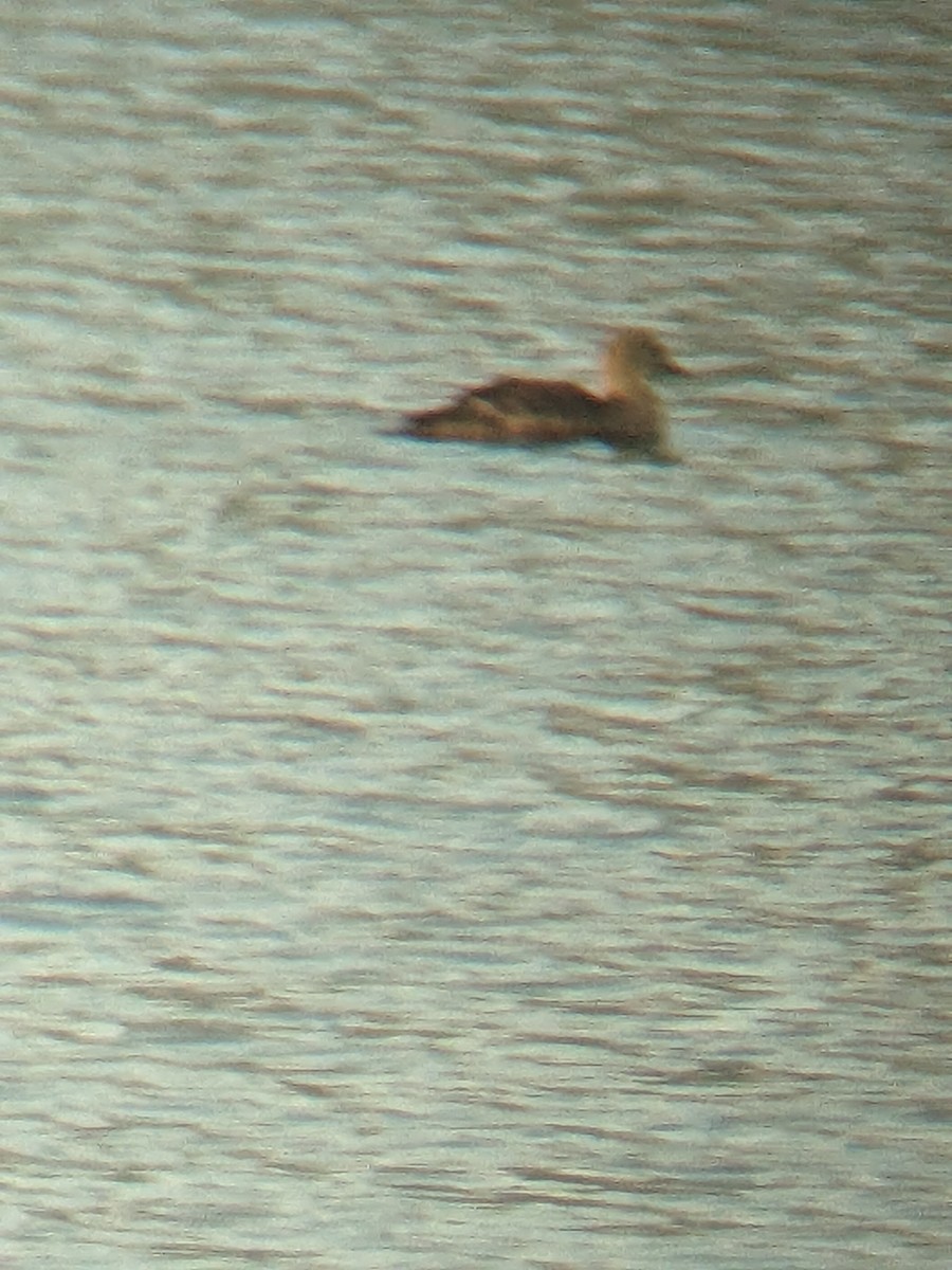 kajka královská - ML627931504