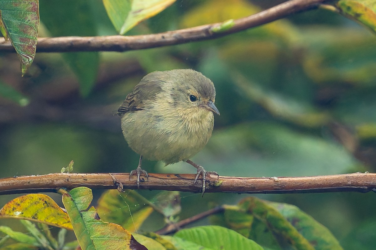 Green Warbler-Finch - ML627931638