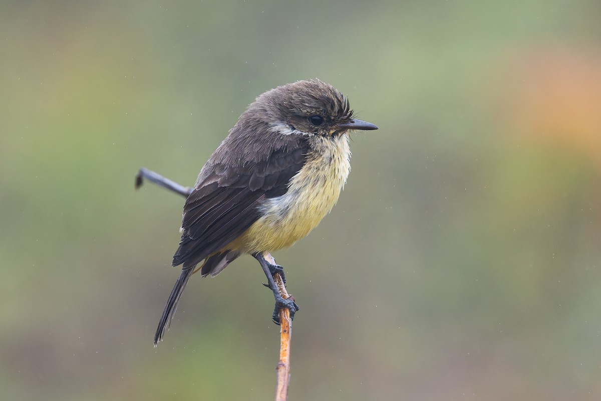 Brujo Flycatcher - ML627931644