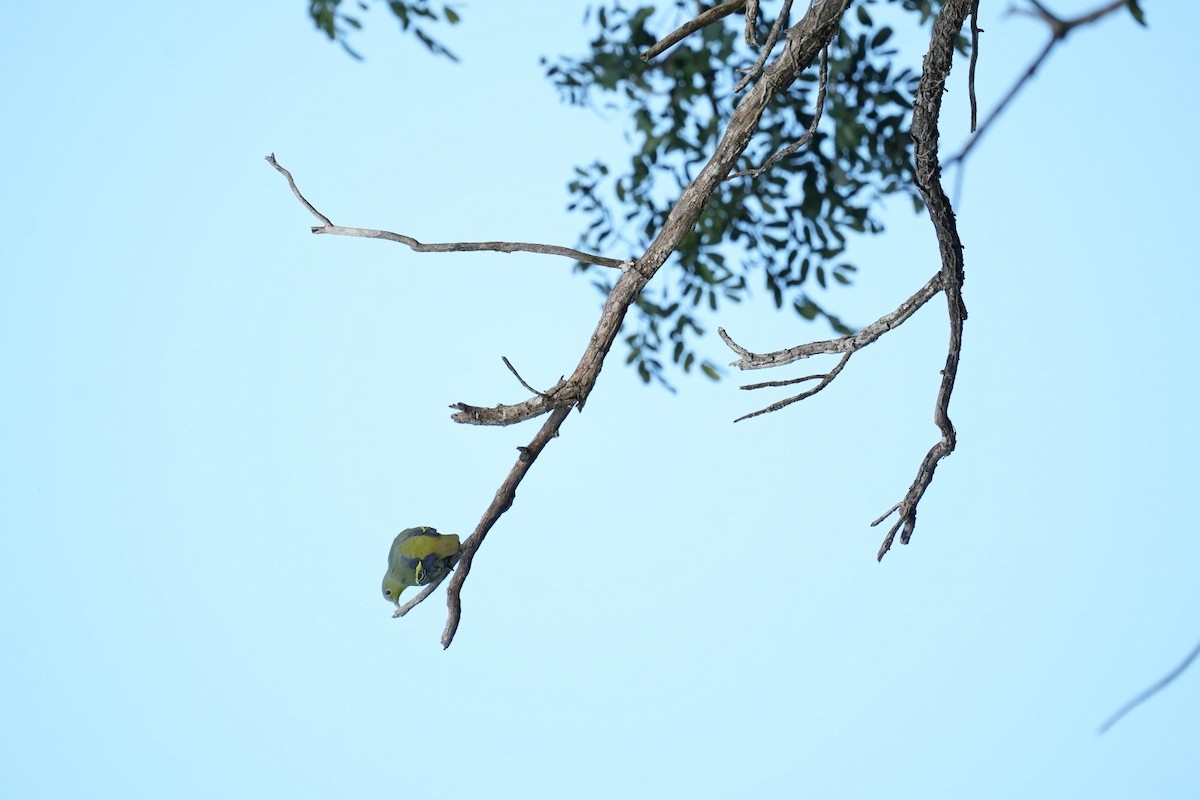 Gray-fronted Green-Pigeon - ML627931646