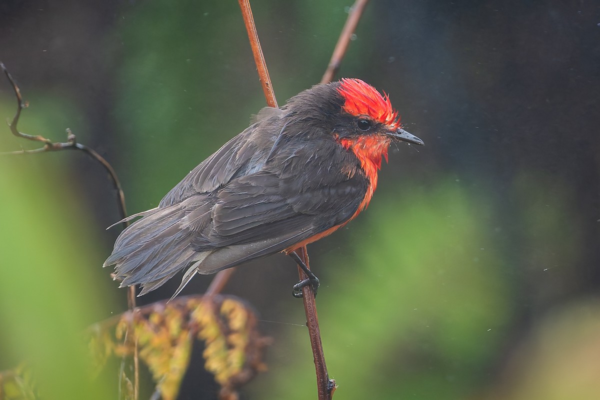 Brujo Flycatcher - ML627931647