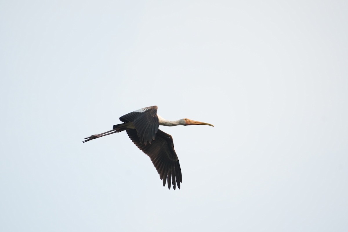 Painted Stork - ML627931656