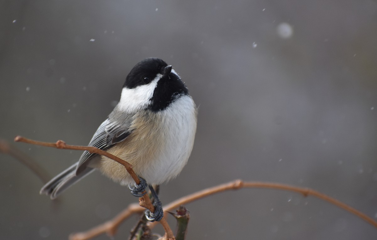 Black-capped Chickadee - ML627931679