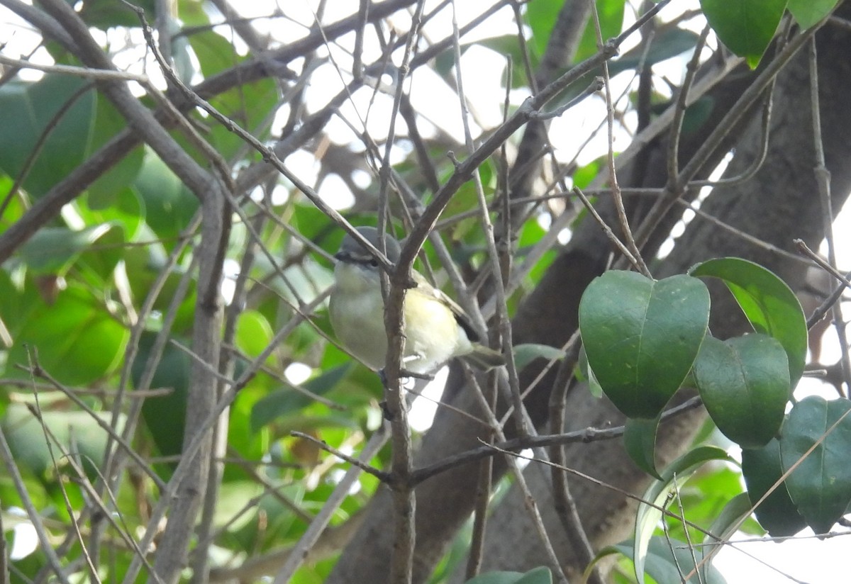 Cassin's/Blue-headed Vireo - ML627931684