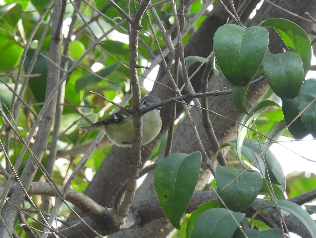 Cassin's/Blue-headed Vireo - ML627931686