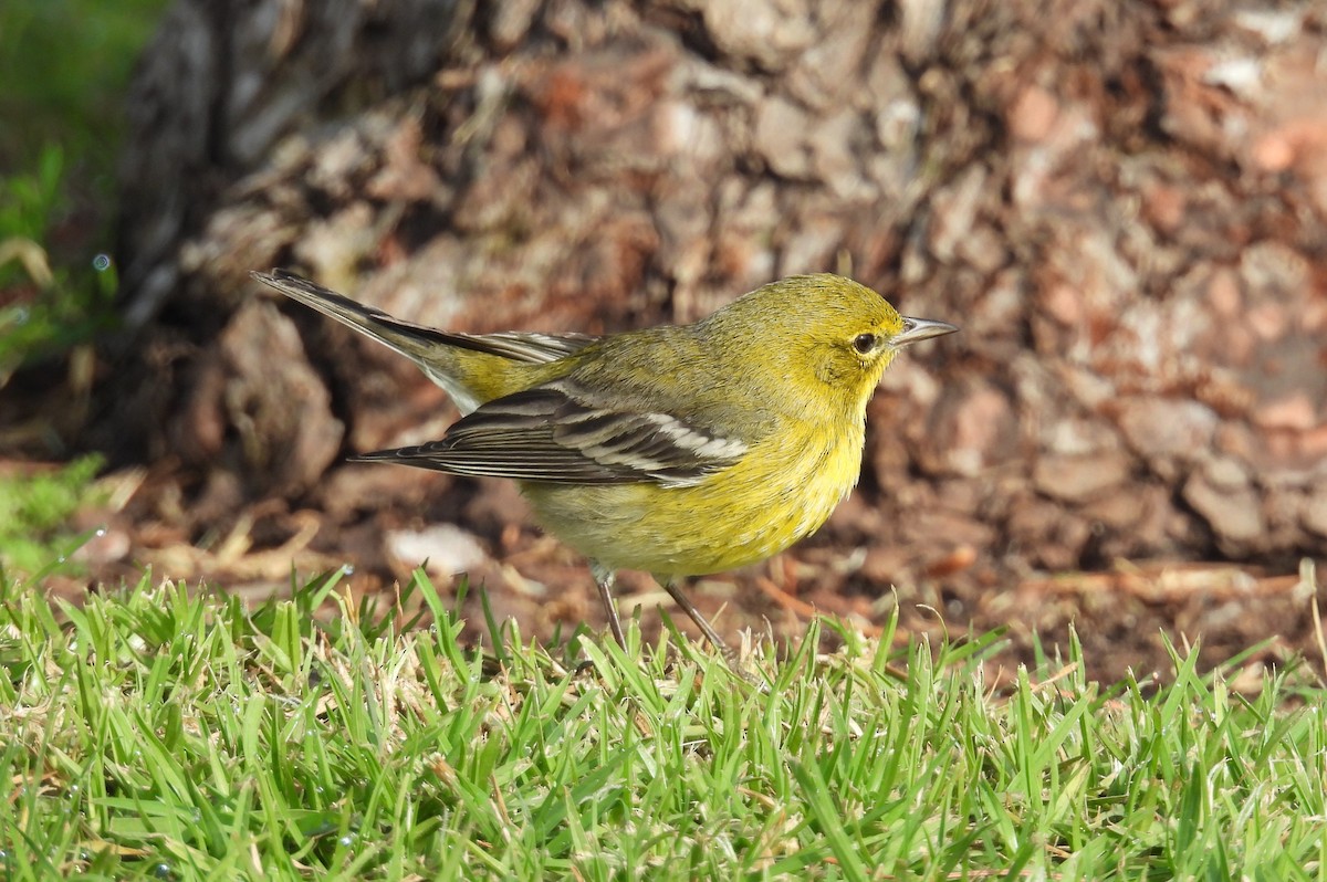 Pine Warbler - ML627931701